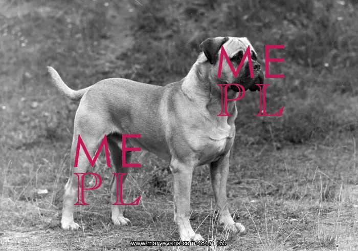  : FALL / BULLMASTIFF / 1948