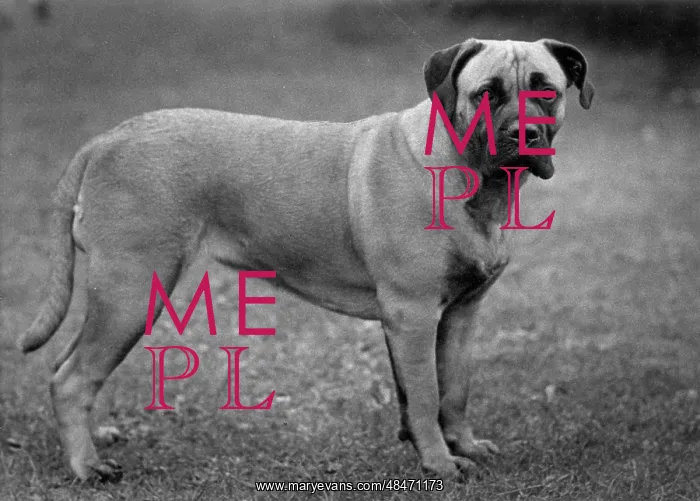  : FALL / BULLMASTIFF / 1955