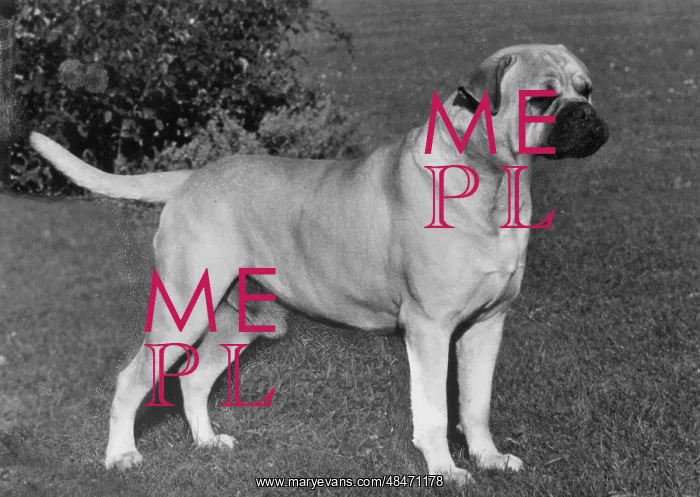 : FALL / BULLMASTIFF / 1966 : FALL / BULLMASTIFF / 1966