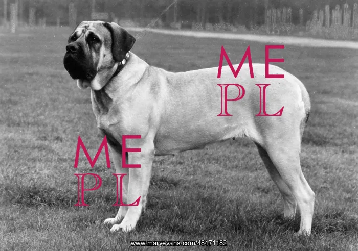  : FALL / BULLMASTIFF / 1976