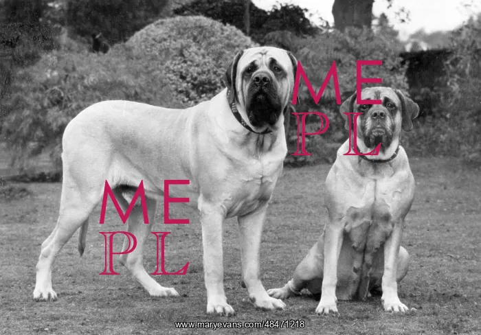 : FALL / BULLMASTIFF / 1976 : FALL / BULLMASTIFF / 1976