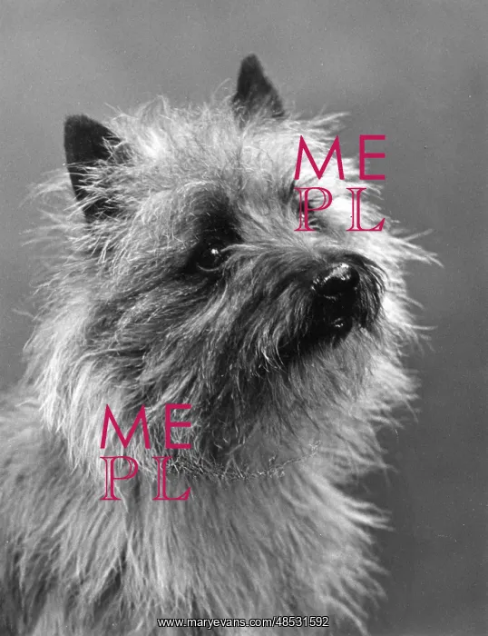  : FALL / CAIRN TERRIER / 1937