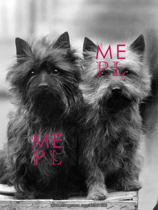 : FALL / CAIRN TERRIER / 1937 : FALL / CAIRN TERRIER / 1937
