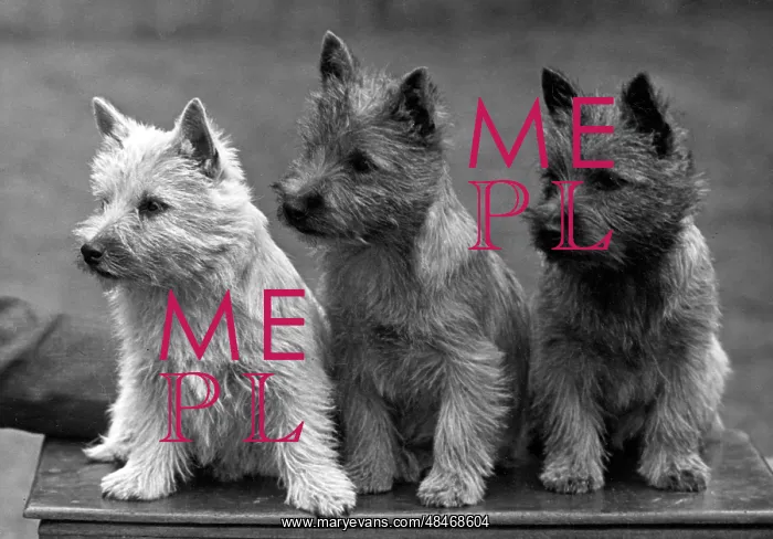 : FALL / CAIRN TERRIER / 1949 : FALL / CAIRN TERRIER / 1949