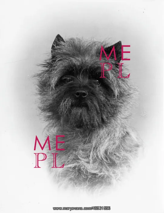 : FALL / CAIRN TERRIER / 1953 : FALL / CAIRN TERRIER / 1953