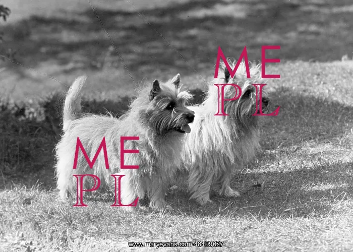 : FALL / CAIRN TERRIER / 1954 : FALL / CAIRN TERRIER / 1954
