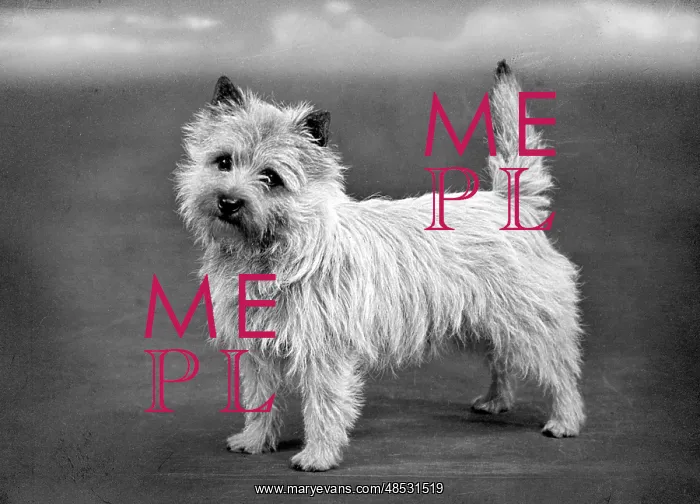  : FALL / CAIRN TERRIER / 1954