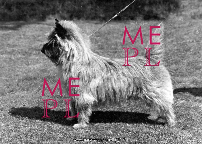 : FALL / CAIRN TERRIER / 1966 : FALL / CAIRN TERRIER / 1966