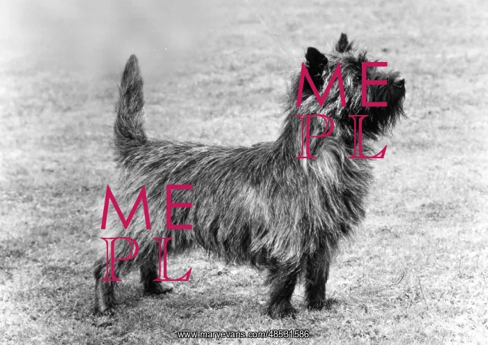  : FALL / CAIRN TERRIER / 1978