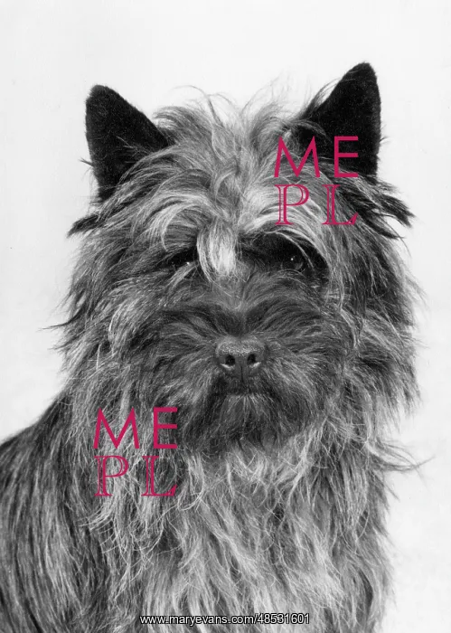 : FALL / CAIRN TERRIER / 1979 : FALL / CAIRN TERRIER / 1979