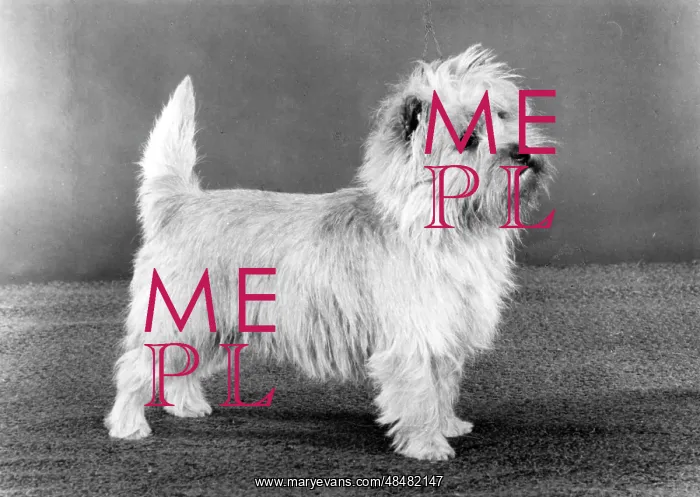  : FALL / CAIRN TERRIER / 1983