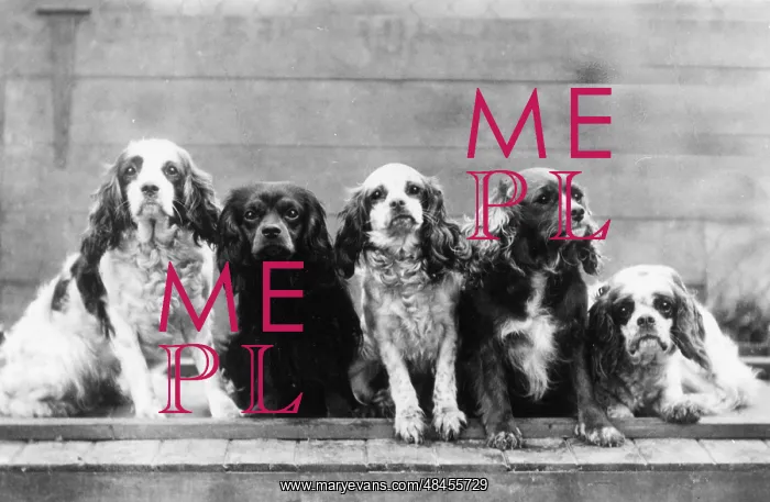 : FALL / CAVALIER / 1939 : FALL / CAVALIER / 1939