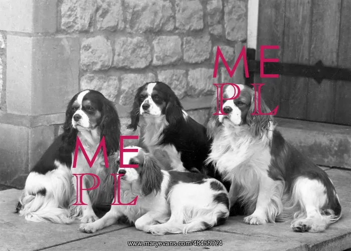 : FALL / CAVALIER / 1963 : FALL / CAVALIER / 1963