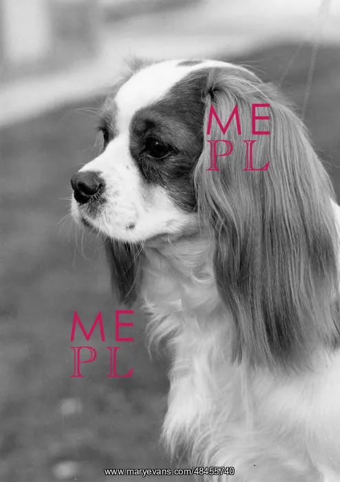 : FALL / CAVALIER / 1969 : FALL / CAVALIER / 1969