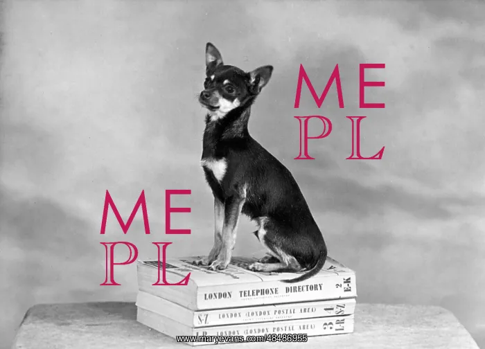  : FALL / CHIHUAHUA ON BOOKS
