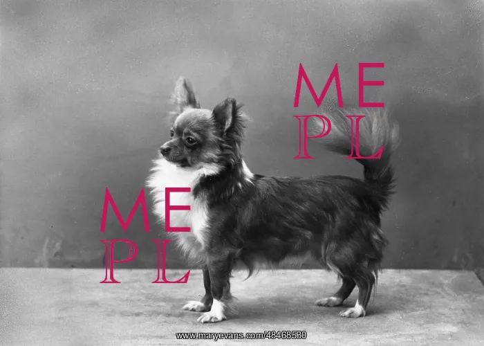 : FALL / CHIHUAHUA / TAFFY BOY : FALL / CHIHUAHUA / TAFFY BOY