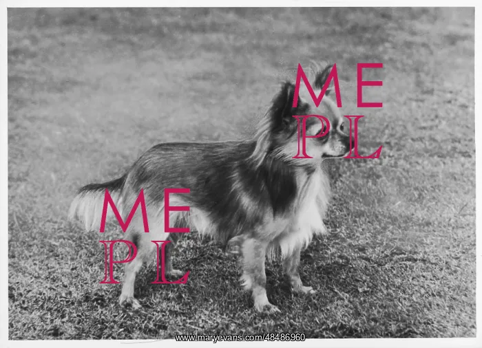  : FALL / CHIHUAHUA / WOLF CUB