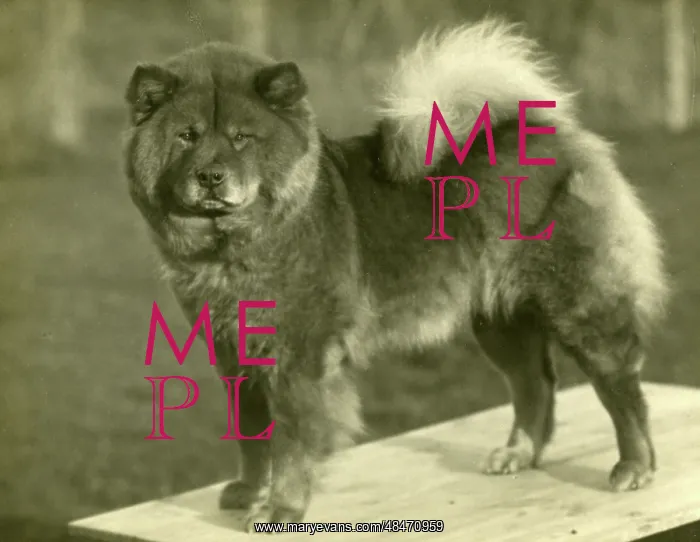  : FALL / CHOW CHOW / 1929