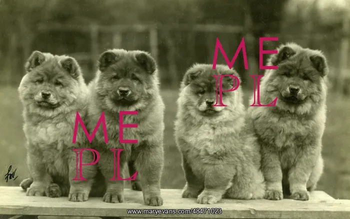  : FALL / CHOW CHOW / 1930