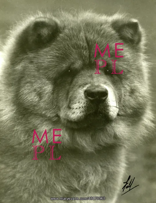 : FALL / CHOW CHOW / 1932 : FALL / CHOW CHOW / 1932