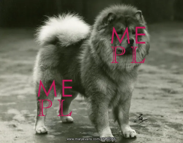  : FALL / CHOW CHOW / 1934