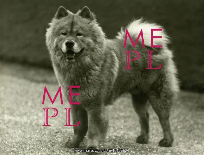 : FALL / CHOW CHOW / 1939 : FALL / CHOW CHOW / 1939