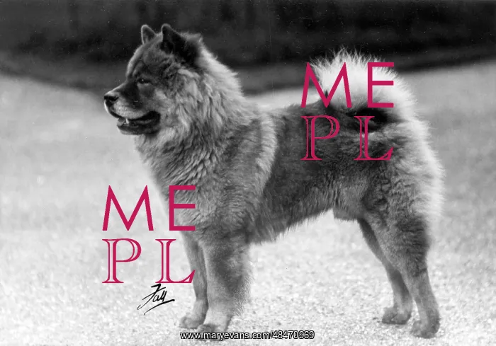 : FALL / CHOW CHOW / 1939 : FALL / CHOW CHOW / 1939