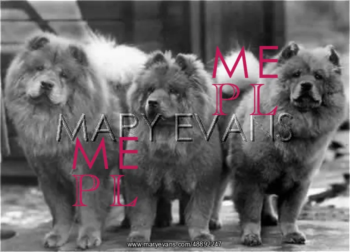 : FALL / CHOW CHOW / 1942 : FALL / CHOW CHOW / 1942