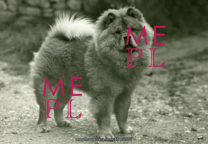  : FALL / CHOW CHOW / 1945