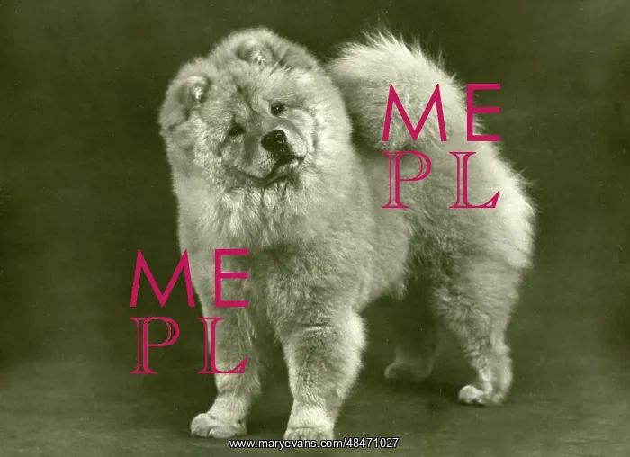 : FALL / CHOW CHOW / 1949 : FALL / CHOW CHOW / 1949