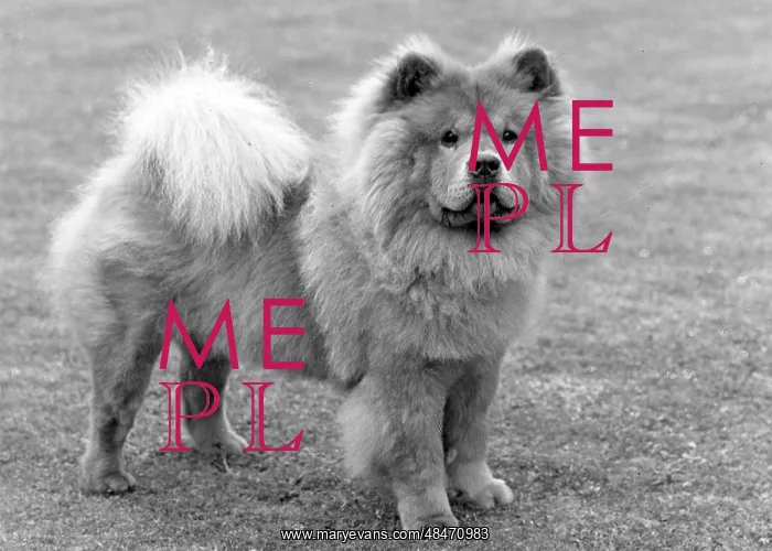  : FALL / CHOW CHOW / 1963