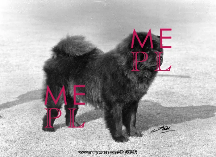  : FALL / CHOW CHOW / 1967