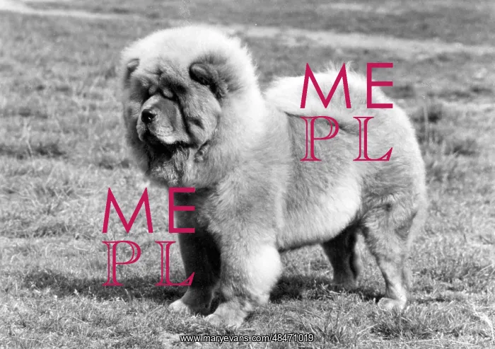  : FALL / CHOW CHOW / 1975