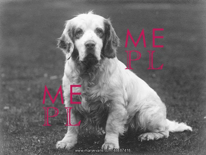 : FALL / CLUMBER SPANIEL / 36 : FALL / CLUMBER SPANIEL / 36