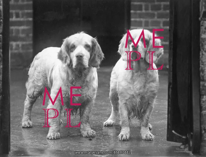 : FALL / CLUMBER SPANIEL / 36 : FALL / CLUMBER SPANIEL / 36