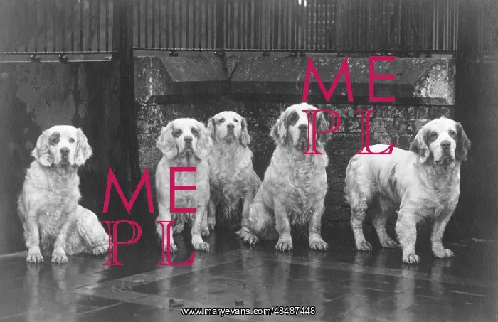 : FALL / CLUMBER SPANIEL / 36 : FALL / CLUMBER SPANIEL / 36