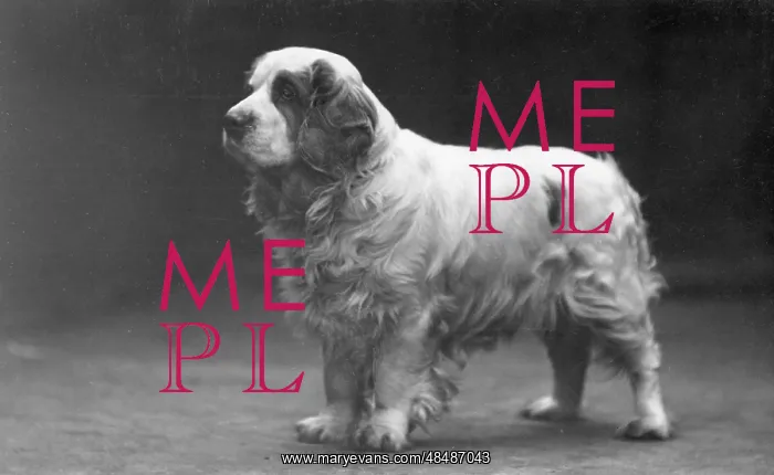 : FALL / CLUMBER SPANIELS / 29 : FALL / CLUMBER SPANIELS / 29