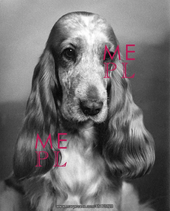 : Fall - Cocker Spaniel - 1968 : Fall - Cocker Spaniel - 1968