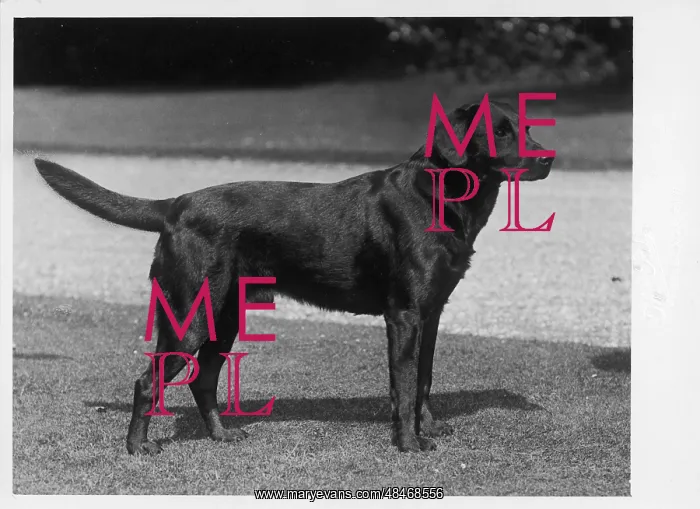 : FALL / CRUFTS / 1937 : FALL / CRUFTS / 1937