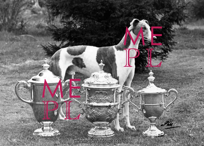 : Fall - Crufts - 1956 - Greyhound : Fall - Crufts - 1956 - Greyhound