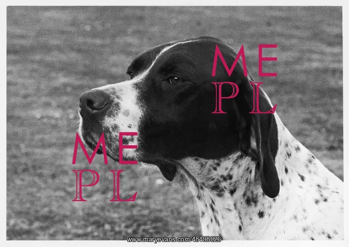: FALL / CRUFTS / 1958 / POINTER : FALL / CRUFTS / 1958 / POINTER