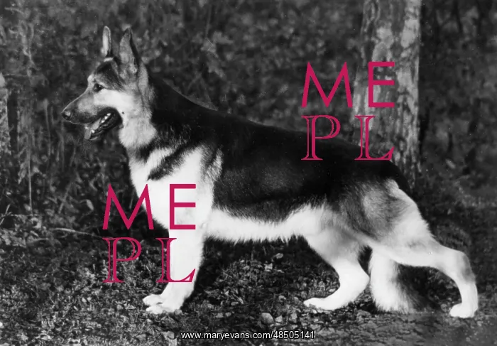 : FALL / CRUFTS / 1965 : FALL / CRUFTS / 1965