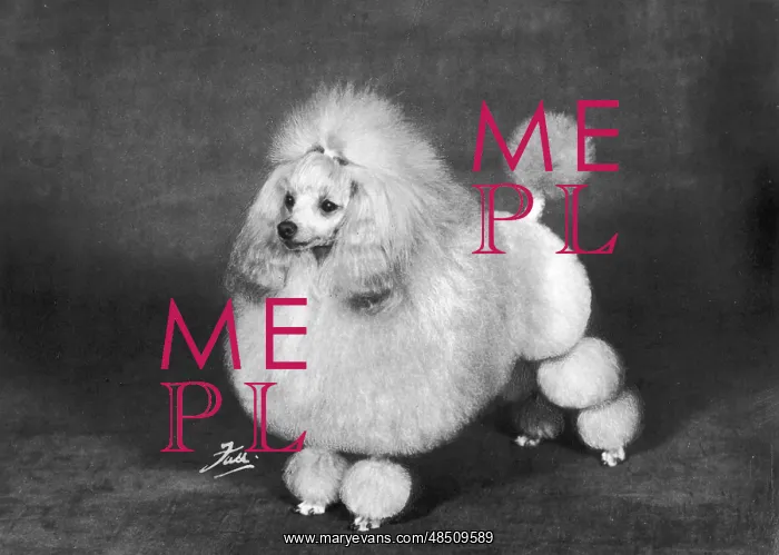 : Fall - Crufts - 1966 - Poodle : Fall - Crufts - 1966 - Poodle