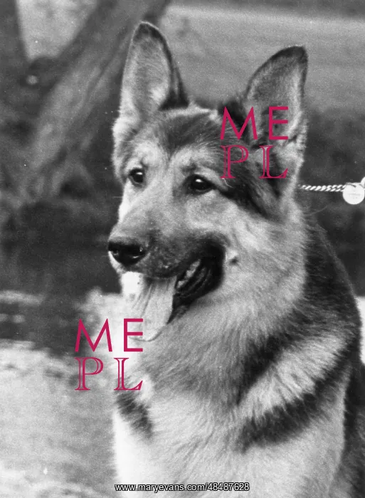 : FALL CRUFTS ALSATIAN : FALL CRUFTS ALSATIAN