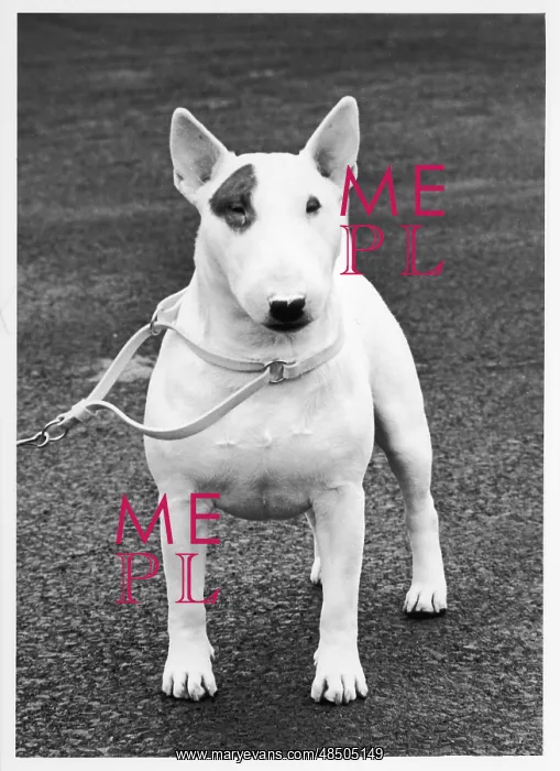 : FALL / CRUFTS / BULL TERRIER : FALL / CRUFTS / BULL TERRIER
