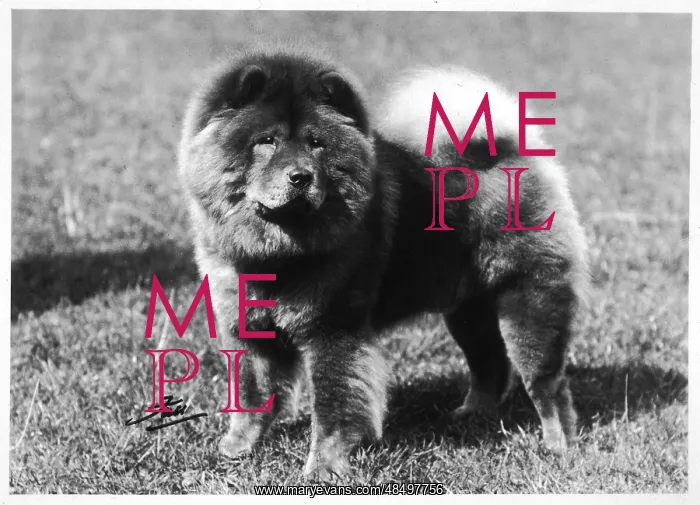 : FALL / CRUFTS / CHOW CHOW : FALL / CRUFTS / CHOW CHOW