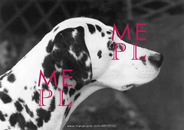: FALL / CRUFTS / DALMATIAN : FALL / CRUFTS / DALMATIAN