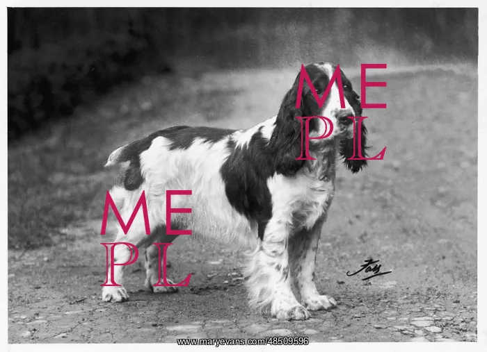 : FALL / CRUFTS / DALMATIAN : FALL / CRUFTS / DALMATIAN