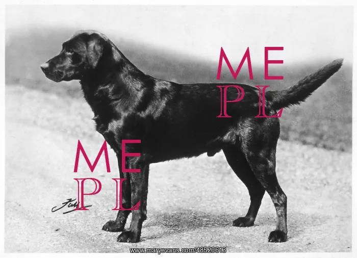 : FALL / CRUFTS WINNER / 1932 : FALL / CRUFTS WINNER / 1932
