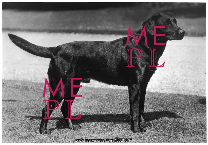 : FALL / CRUFTS WINNER / 1937 : FALL / CRUFTS WINNER / 1937